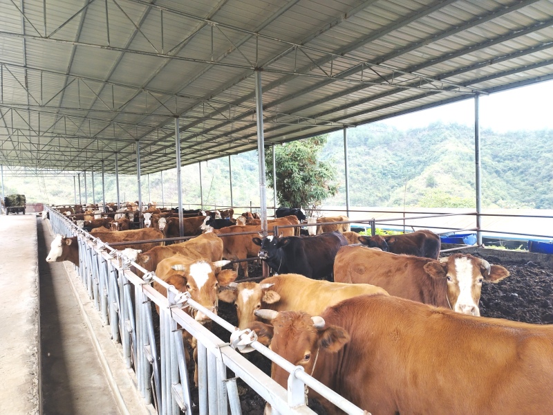荆角乡：大力发展良种能繁母牛 推进“肉牛”养殖高质量发展