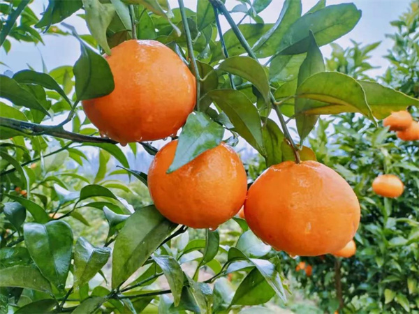 青龙街道：新年首丰收，大“橘”大利！
