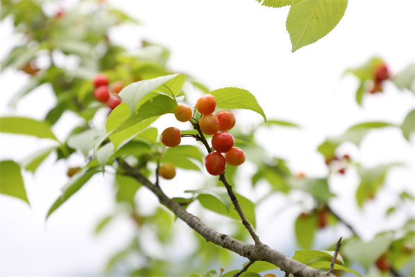 荆角乡：1000亩樱桃迎来成熟季