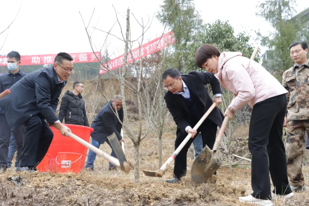 德江县开展2023年义务植树活动